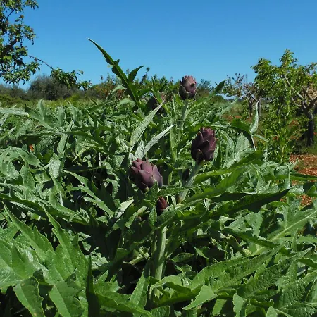 Trulli Sotto La Cupa Apartamento Martina Franca