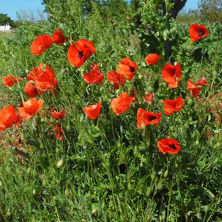Apartamento Trulli Sotto La Cupa *