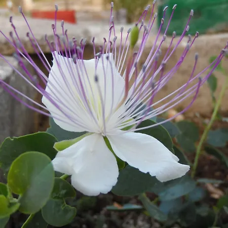 Apartamento Trulli Sotto La Cupa *