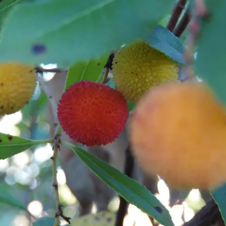 Trulli Sotto La Cupa Martina Franca