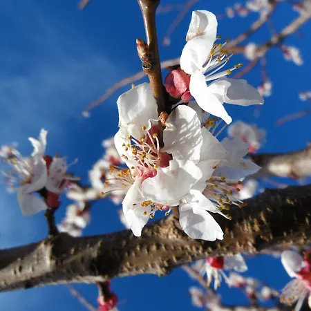 Trulli Sotto La Cupa *