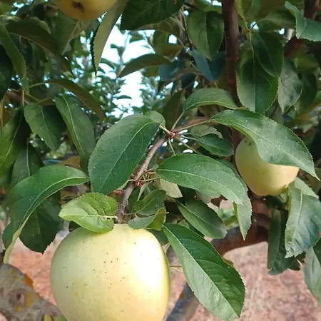 Trulli Sotto La Cupa *