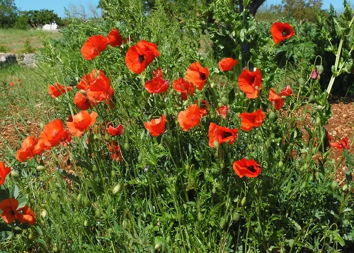 Apartamento Trulli Sotto La Cupa *