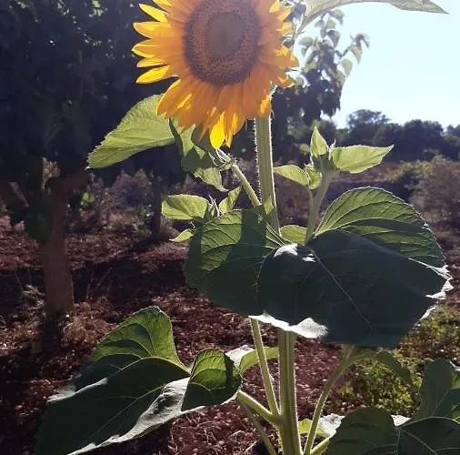 Trulli Sotto La Cupa Martina Franca