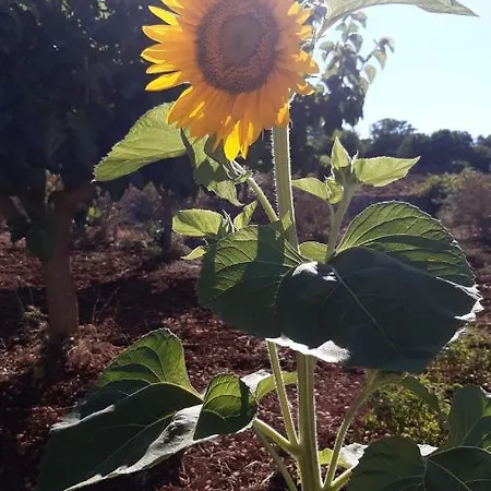 Trulli Sotto La Cupa Martina Franca