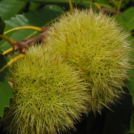 Trulli Sotto La Cupa Appartement Martina Franca