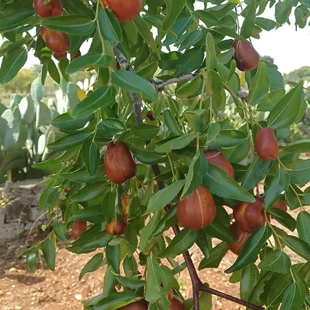 Trulli Sotto La Cupa * מרטינה פרנקה