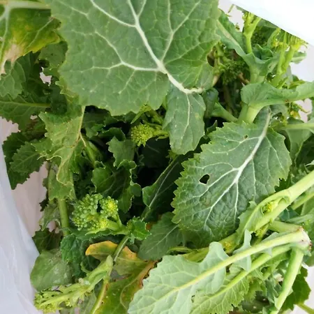 דירה Trulli Sotto La Cupa מרטינה פרנקה