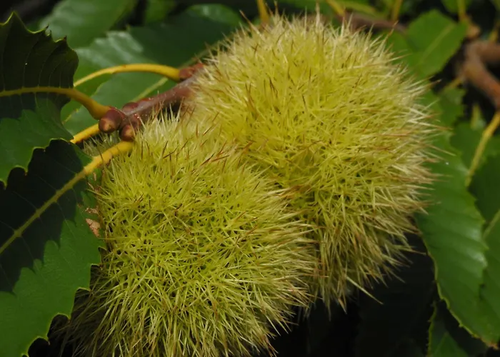 Trulli Sotto La Cupa 公寓 马丁纳弗兰卡