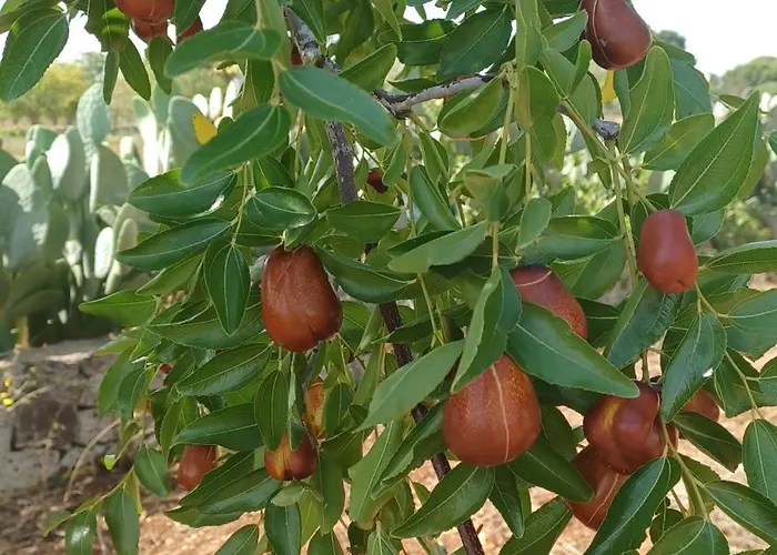 Trulli Sotto La Cupa * 马丁纳弗兰卡